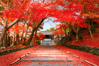 sakuraco_momiji-autumn